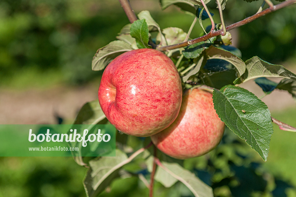 625269 - Kulturapfel (Malus x domestica 'Heuchelheimer Schneeapfel')