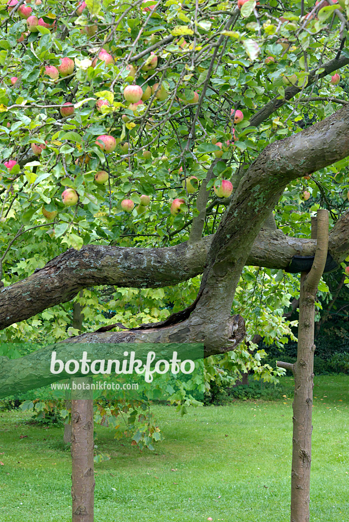 463076 - Kulturapfel (Malus x domestica) mit abgestützten Ästen