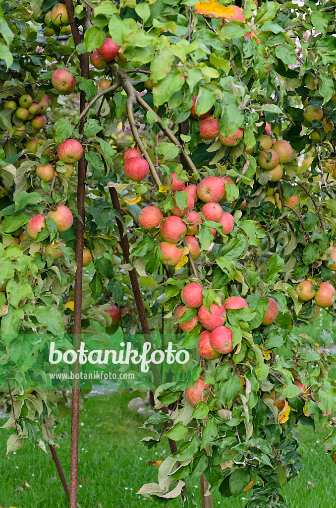 524090 - Kulturapfel (Malus x domestica) mit Stützen