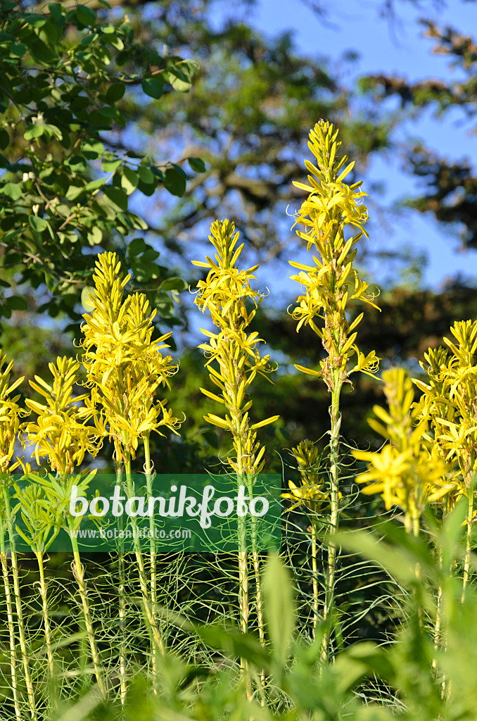 520256 - Kurzstengelige Junkerlilie (Asphodeline brevicaulis)