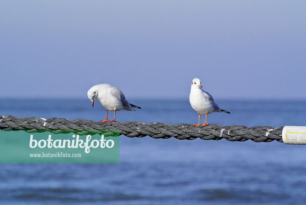 525095 - Lachmöwe (Larus ridibundus syn. Chroicocephalus ridibundus)