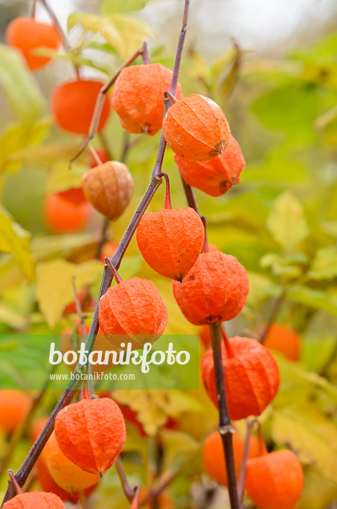 525181 - Lampionblume (Physalis alkekengi)