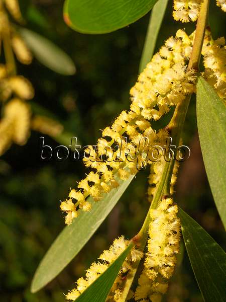 446008 - Langblättrige Akazie (Acacia longifolia)