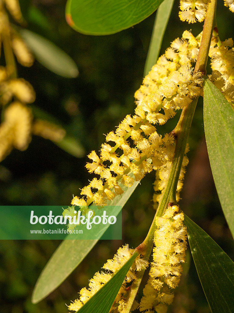 446008 - Langblättrige Akazie (Acacia longifolia)