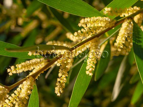 446009 - Langblättrige Akazie (Acacia longifolia)