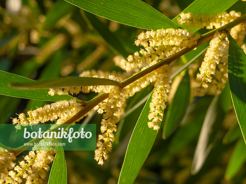 446009 - Langblättrige Akazie (Acacia longifolia)