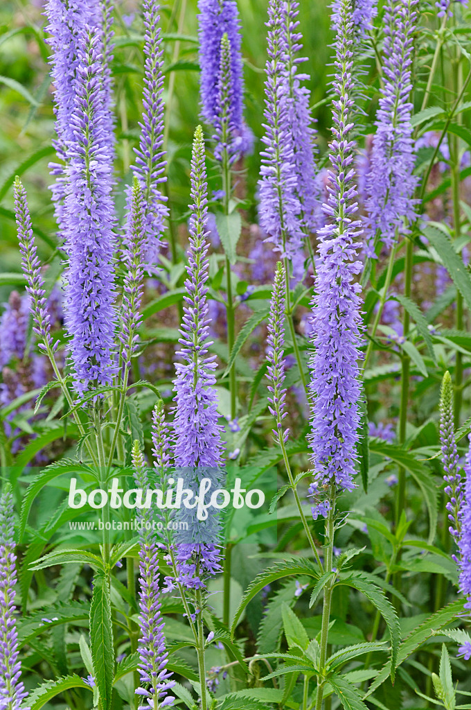 473343 - Langblättriger Ehrenpreis (Veronica longifolia)