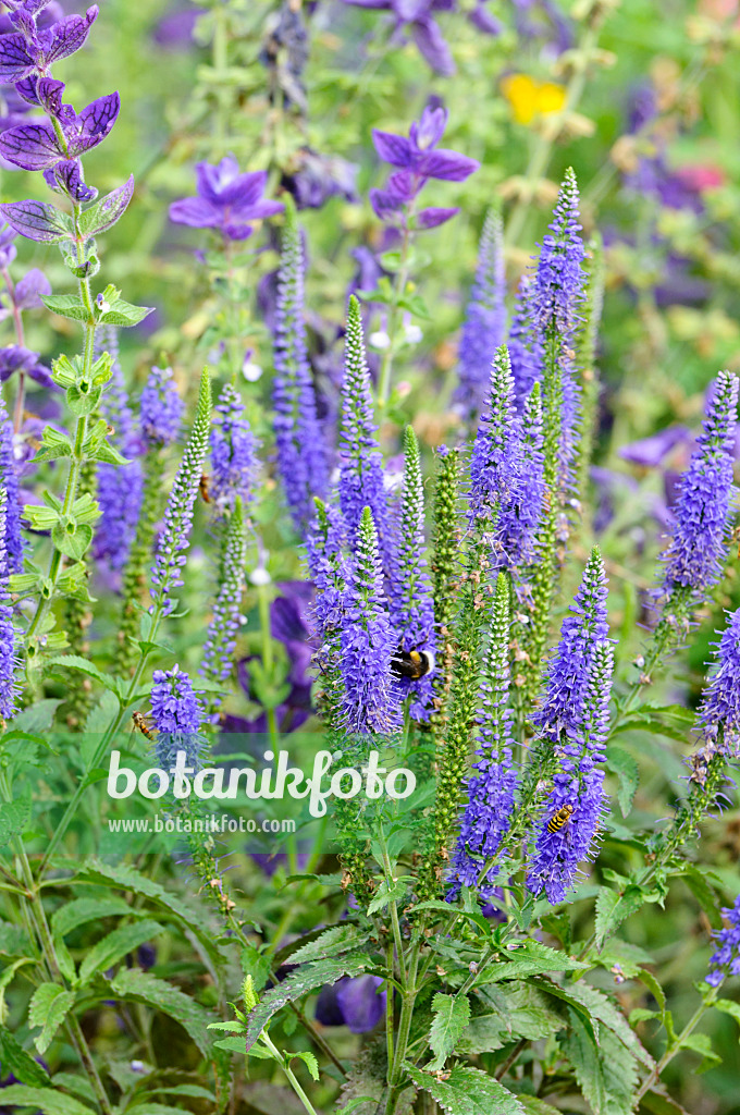 474400 - Langblättriger Ehrenpreis (Veronica longifolia 'Blauriesin')