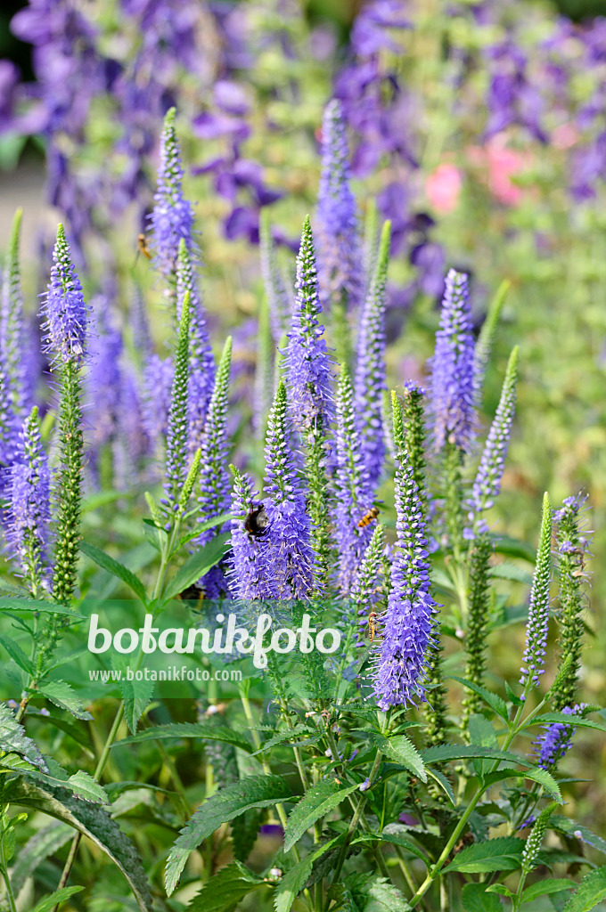 474401 - Langblättriger Ehrenpreis (Veronica longifolia 'Blauriesin')