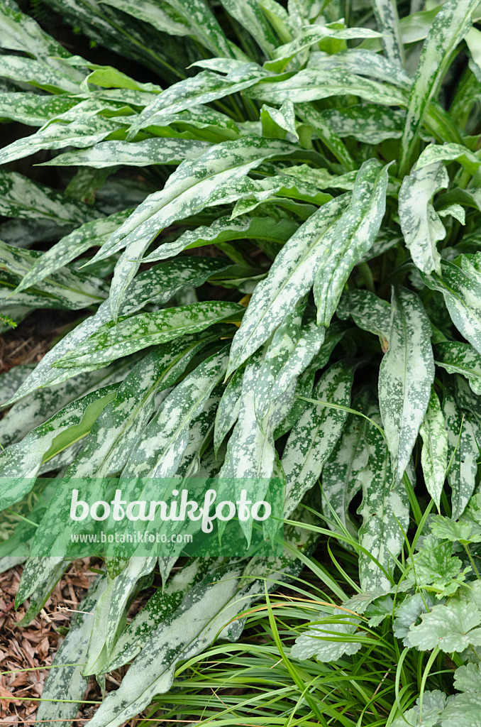 535211 - Langblättriges Lungenkraut (Pulmonaria longifolia subsp. cevennensis)