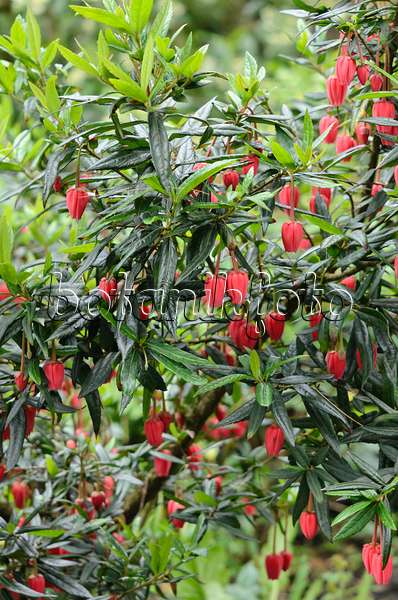 533530 - Laternenbaum (Crinodendron hookerianum)