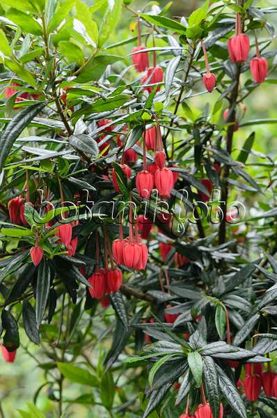 533531 - Laternenbaum (Crinodendron hookerianum)