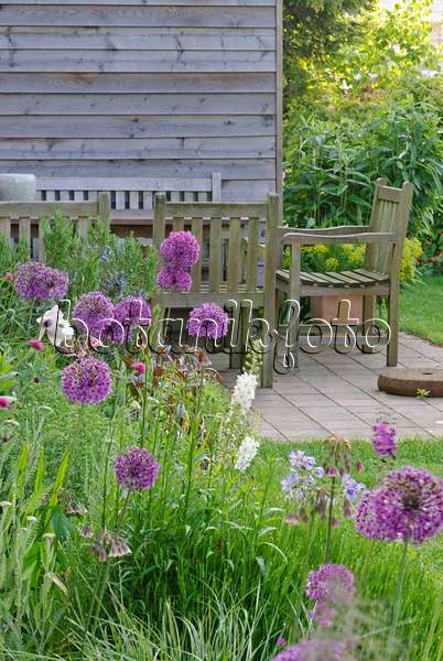 481021 - Lauch (Allium aflatunense 'Purple Sensation') mit Terrasse und Sitzplatz im Hintergrund