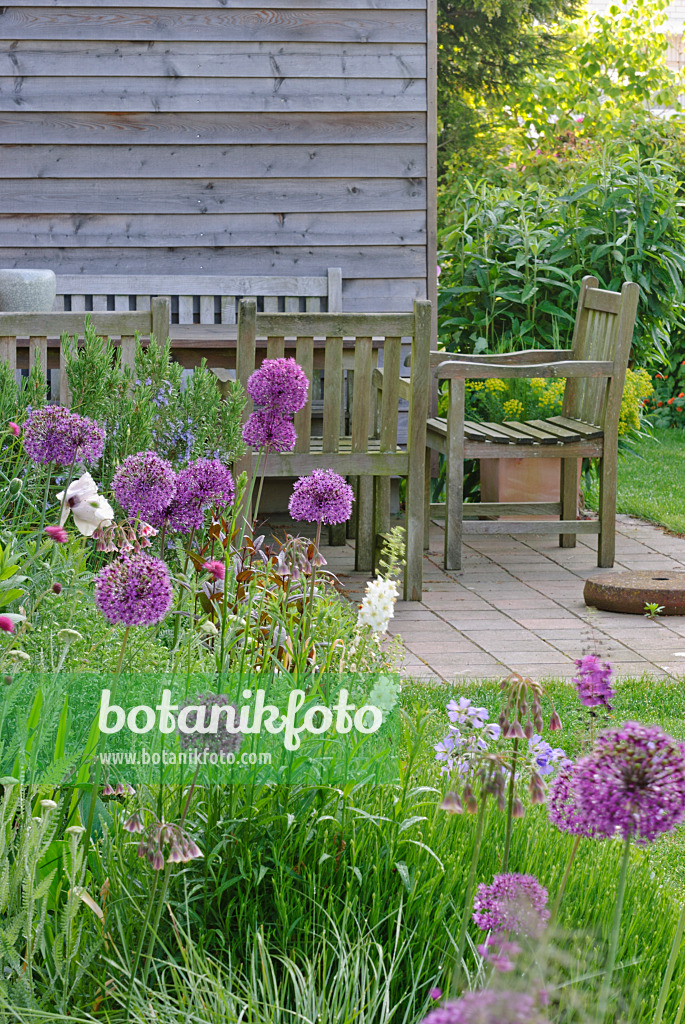 481021 - Lauch (Allium aflatunense 'Purple Sensation') mit Terrasse und Sitzplatz im Hintergrund