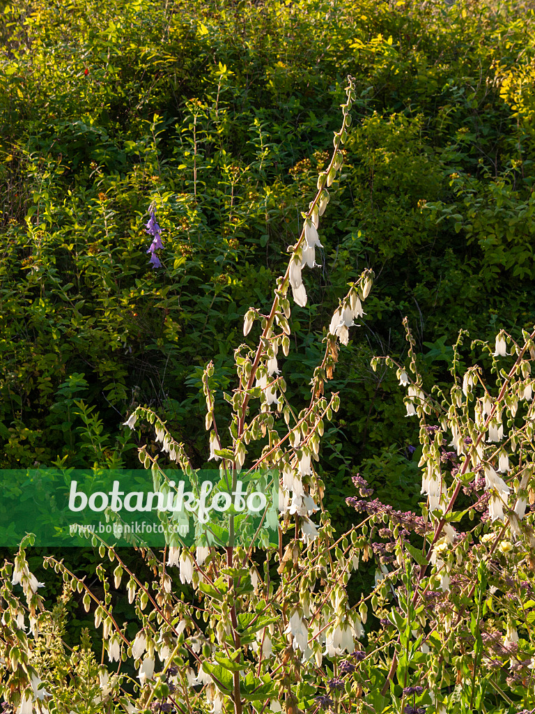 403011 - Lauchblättrige Glockenblume (Campanula alliariifolia)