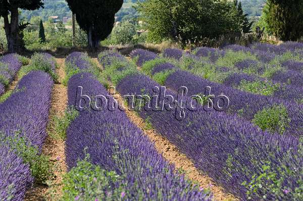 557166 - Lavandin (Lavandula x intermedia), Provence, Frankreich