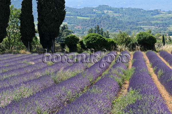 557167 - Lavandin (Lavandula x intermedia), Provence, Frankreich