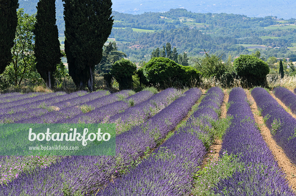 557167 - Lavandin (Lavandula x intermedia), Provence, Frankreich