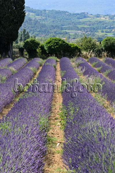 557168 - Lavandin (Lavandula x intermedia), Provence, Frankreich