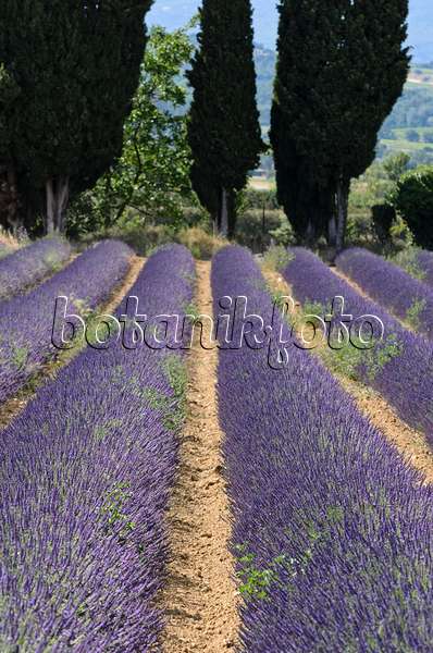 557169 - Lavandin (Lavandula x intermedia), Provence, Frankreich