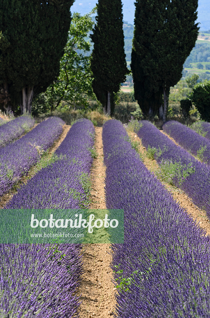 557169 - Lavandin (Lavandula x intermedia), Provence, Frankreich