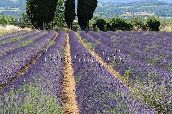 557170 - Lavandin (Lavandula x intermedia), Provence, Frankreich