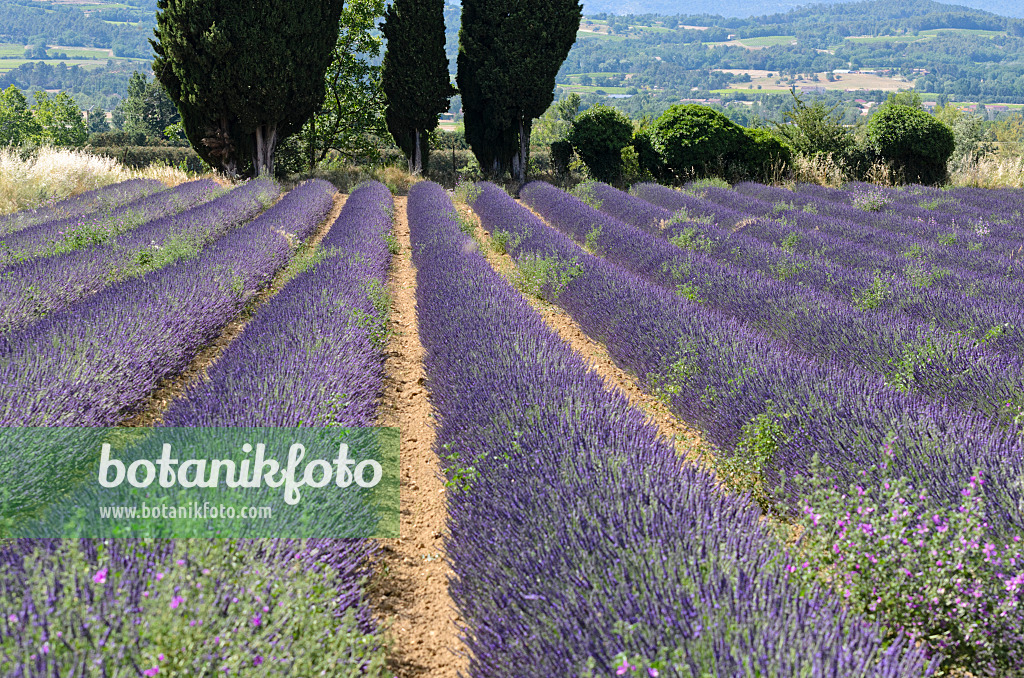 557170 - Lavandin (Lavandula x intermedia), Provence, Frankreich