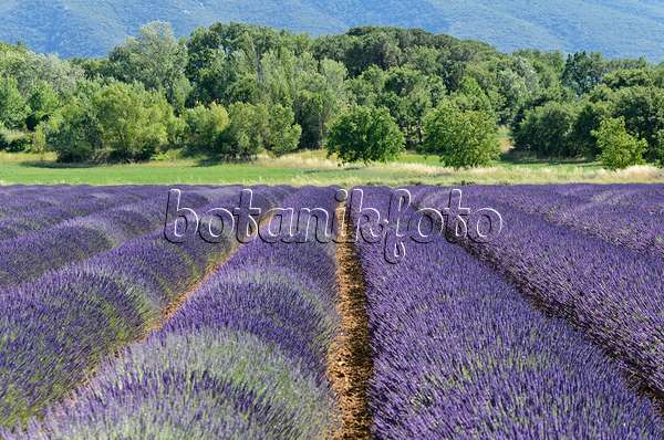 557172 - Lavandin (Lavandula x intermedia), Provence, Frankreich