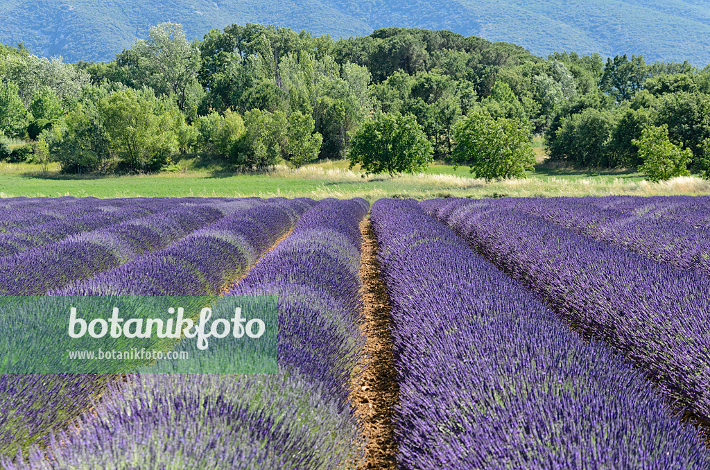 557172 - Lavandin (Lavandula x intermedia), Provence, Frankreich