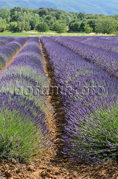 557173 - Lavandin (Lavandula x intermedia), Provence, Frankreich