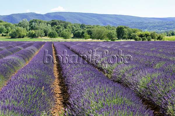 557174 - Lavandin (Lavandula x intermedia), Provence, Frankreich