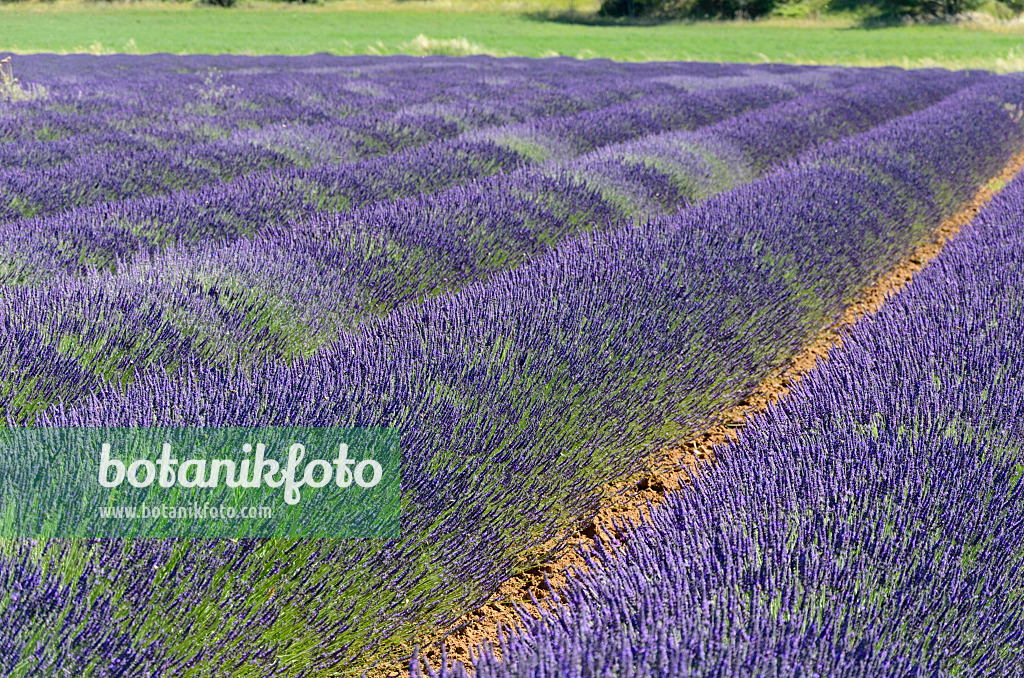 557176 - Lavandin (Lavandula x intermedia), Provence, Frankreich