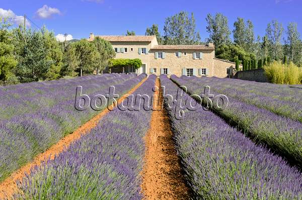 557177 - Lavandin (Lavandula x intermedia), Provence, Frankreich