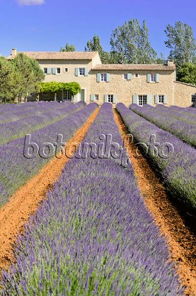 557178 - Lavandin (Lavandula x intermedia), Provence, Frankreich