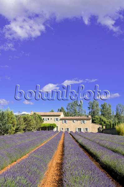 557179 - Lavandin (Lavandula x intermedia), Provence, Frankreich