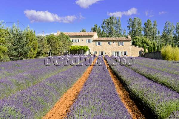 557180 - Lavandin (Lavandula x intermedia), Provence, Frankreich