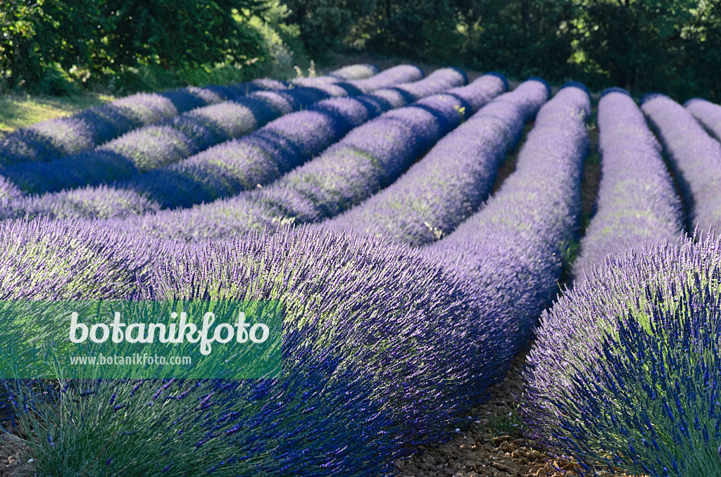 557184 - Lavandin (Lavandula x intermedia), Provence, Frankreich