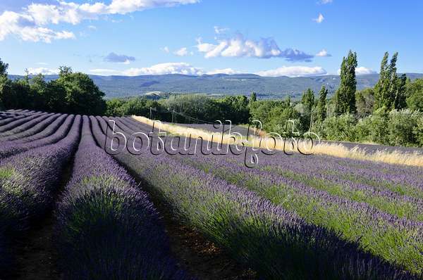 557186 - Lavandin (Lavandula x intermedia), Provence, Frankreich