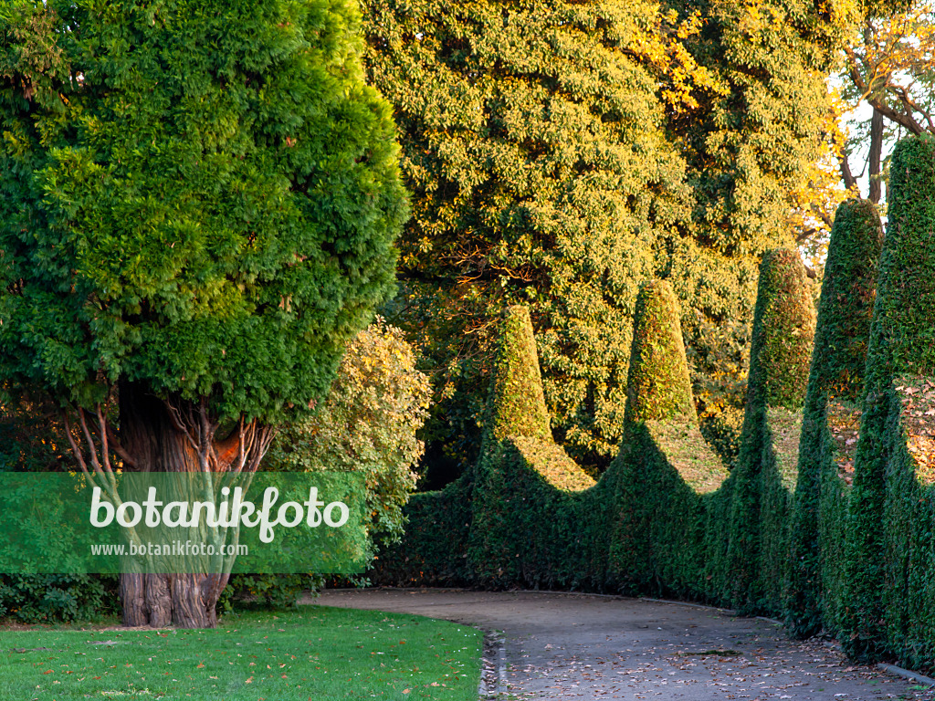 465301 - Lebensbaum (Thuja), Römischer Garten, Hamburg, Deutschland