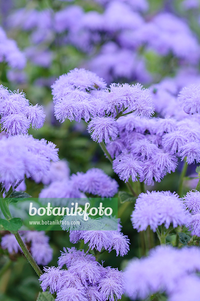 487227 - Leberbalsam (Ageratum houstonianum 'Blue Horizon')