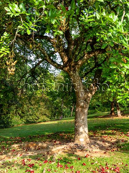 434148 - Leberwurstbaum (Kigelia africana syn. Kigelia pinnata)