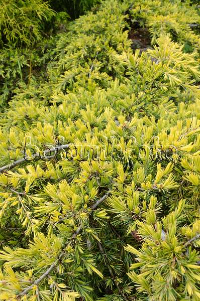 508242 - Libanon-Zeder (Cedrus libani subsp. libani)
