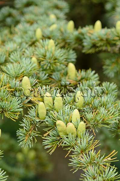 572051 - Libanon-Zeder (Cedrus libani subsp. stenocoma)