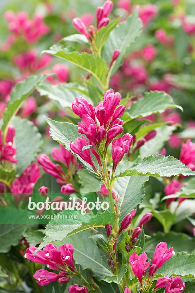 625387 - Liebliche Weigelie (Weigela florida 'Big Love')