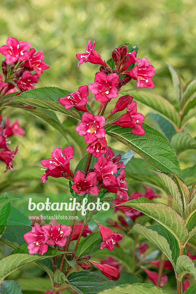 638379 - Liebliche Weigelie (Weigela florida 'Bristol Ruby')