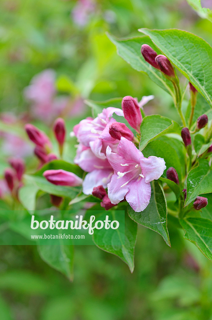 472223 - Liebliche Weigelie (Weigela florida 'Eva Rathke')