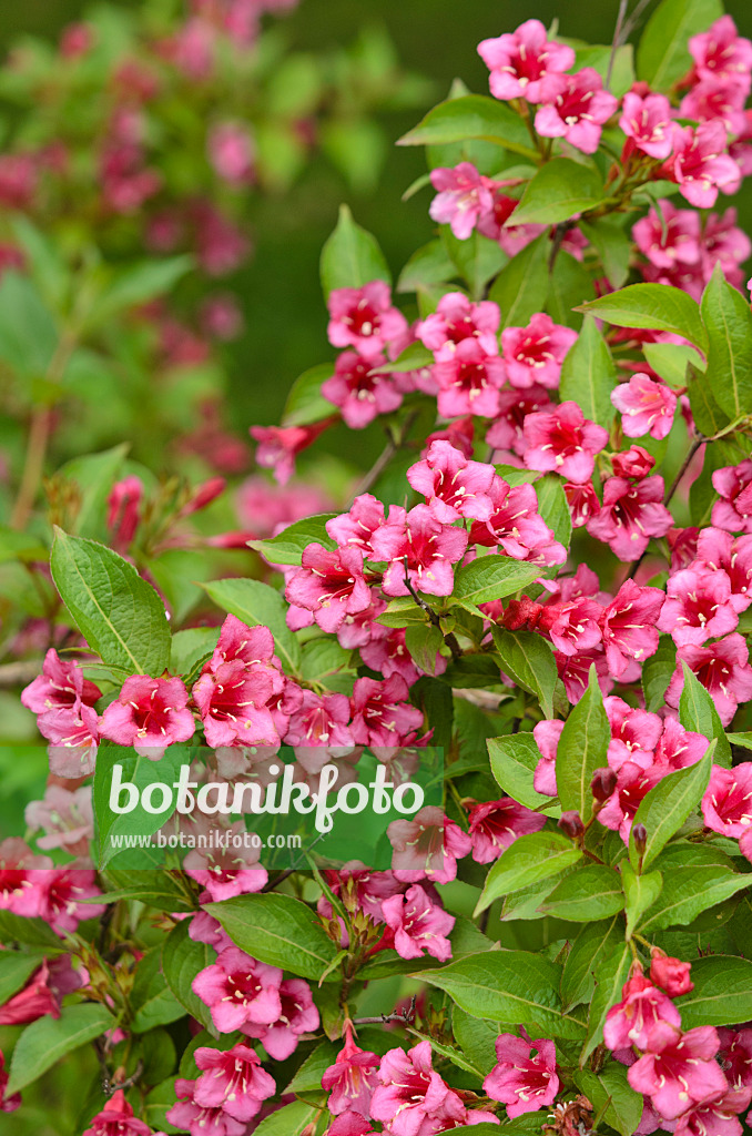 521214 - Liebliche Weigelie (Weigela florida 'Eva Rathke')