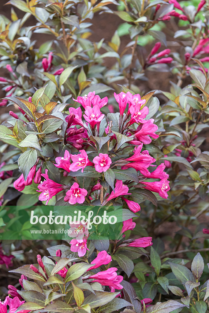 638382 - Liebliche Weigelie (Weigela florida 'Minor Black')