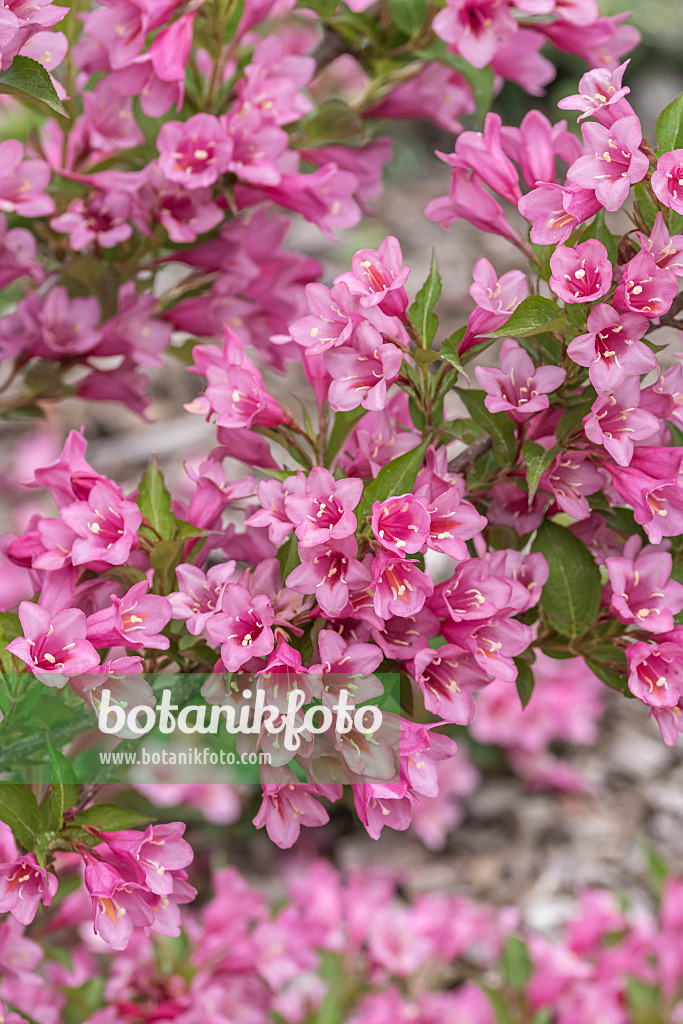 638380 - Liebliche Weigelie (Weigela florida 'Minuet')