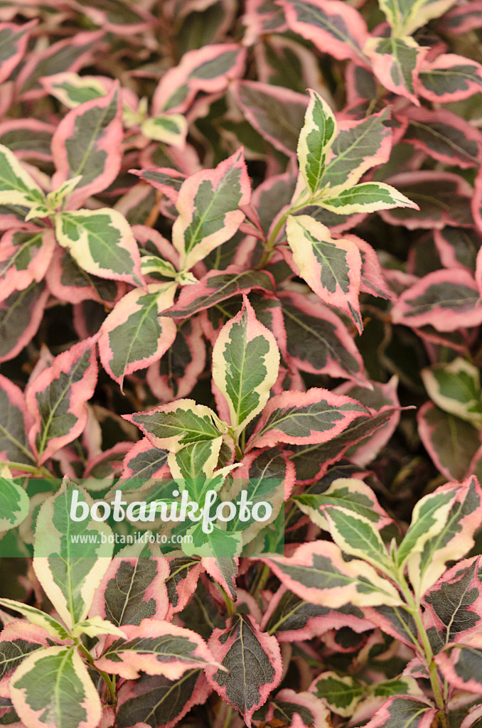 571078 - Liebliche Weigelie (Weigela florida 'Monet')